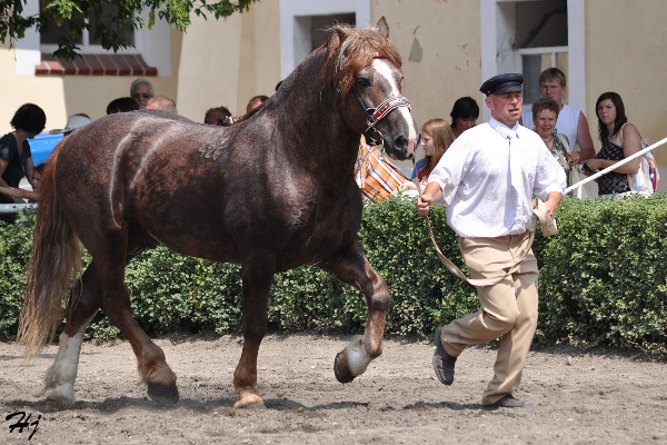 2793 Nesan
slezský norický kůň
Keywords: koně   hřebec