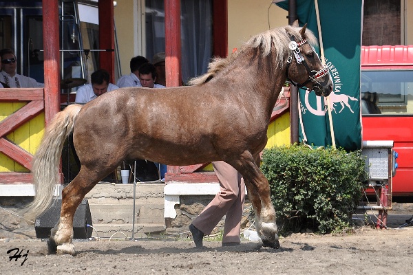 2694 Sasun
českomoravský belgický kůň
Keywords: koně   hřebec