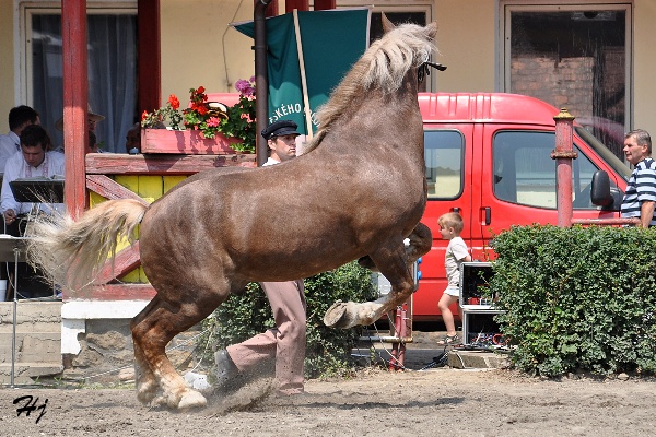 2694 Sasun
českomoravský belgický kůň
Keywords: koně   hřebec