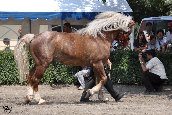 2882 Sagír
českomoravský belgický kůň
Keywords: koně   hřebec