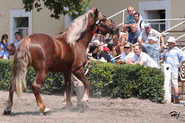 1316 Surda
českomoravský belgický kůň
Keywords: koně   hřebec