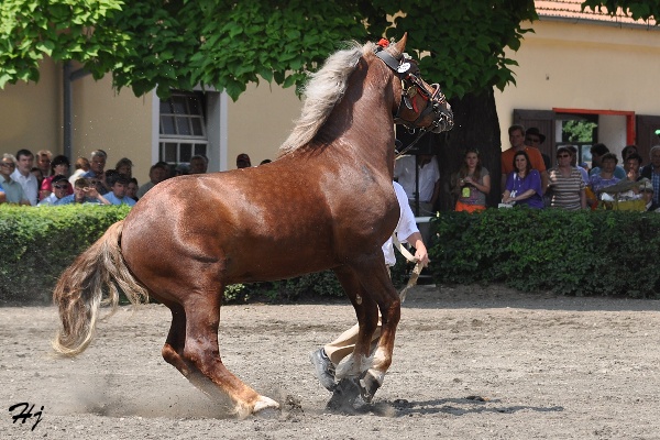 1316 Surda
českomoravský belgický kůň
Keywords: koně   hřebec
