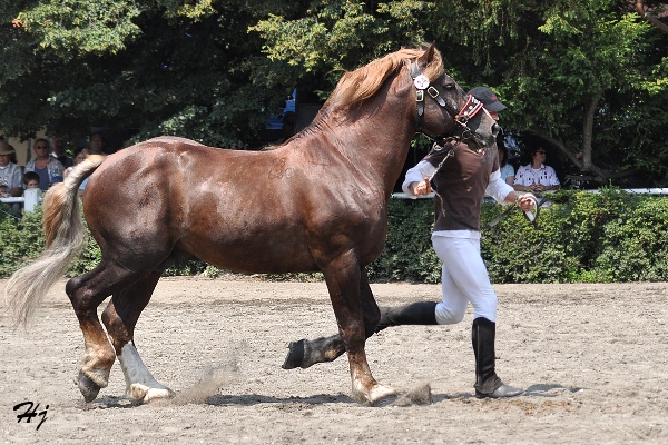 2768 Sany
českomoravský belgický kůň
Keywords: koně   hřebec