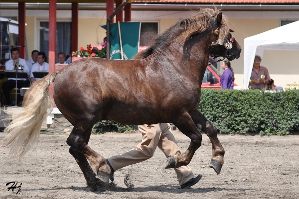 2981 Sokol
českomoravský belgický kůň
Keywords: koně   hřebec
