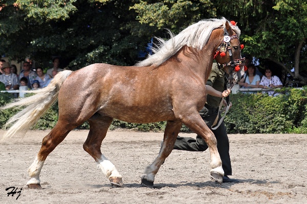 2882 Sagír
českomoravský belgický kůň
Keywords: koně   hřebec