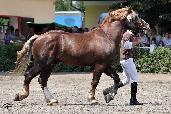 2768 Sany
českomoravský belgický kůň
Keywords: koně   hřebec