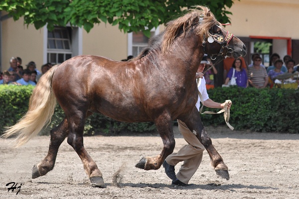 2981 Sokol
českomoravský belgický kůň
Keywords: koně   hřebec