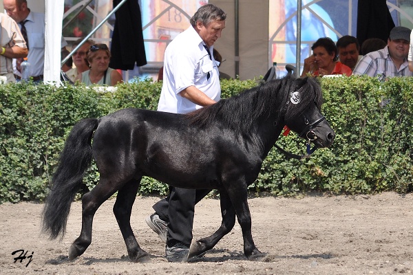 894 Arbony
shetland pony
Keywords: koně   hřebec